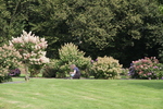 Jardin Shamrock