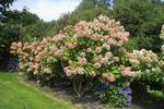 Jardin Shamrock