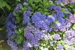 Jardin Shamrock