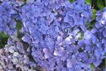 Jardin Shamrock