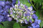 Jardin Shamrock