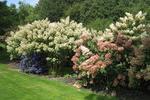 Jardin Shamrock