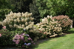 Jardin Shamrock