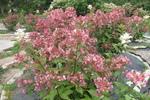 Jardin Shamrock