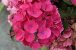 Jardin Shamrock
