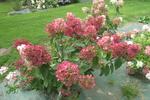 Jardin Shamrock