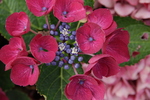 Jardin Shamrock