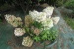 Jardin Shamrock