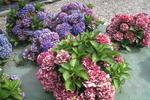 Jardin Shamrock