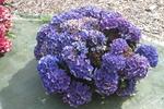 Jardin Shamrock