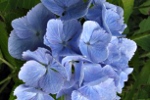 Jardin Shamrock
