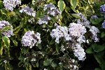 Jardin Shamrock