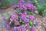 Jardin Shamrock