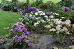 Jardin Shamrock