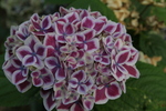 Jardin Shamrock