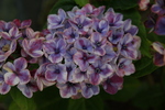 Jardin Shamrock
