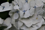Jardin Shamrock