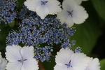 Jardin Shamrock