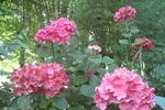 Jardin Shamrock