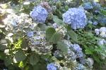 Jardin Shamrock