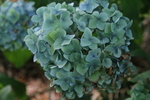 Jardin Shamrock