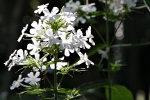 Jardin Shamrock