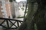 Ch&ecirc;ne d'Allouville
