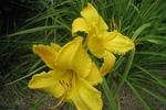im Garten