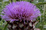 im Garten