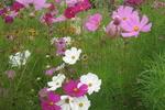 im Garten