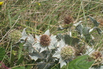 Stranddistel