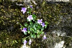 Blume