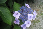 Hortensie