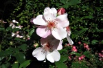 Wildrose beim Eingang