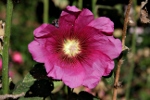 Wildrose beim Eingang