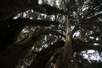 Estry