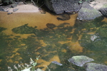 Rivi&egrave;re d'Argent