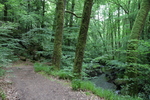 Wald