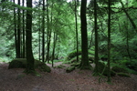 Wald