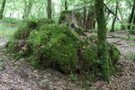 Wald