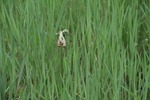 Farntrieb