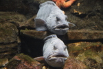 Oc&eacute;anopolis