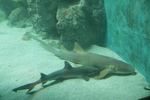 Oc&eacute;anopolis