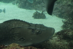 Oc&eacute;anopolis