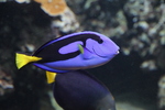 Oc&eacute;anopolis