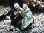 Oc&eacute;anopolis