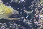 Oc&eacute;anopolis