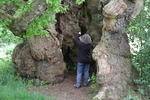 tausendj&auml;hrige Eiche