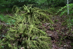 Wald
