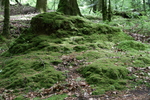 Wald